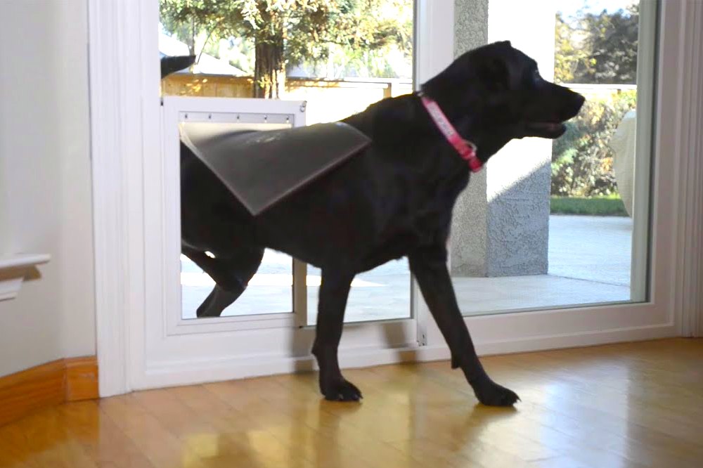 Dog walking through pet door on patio door