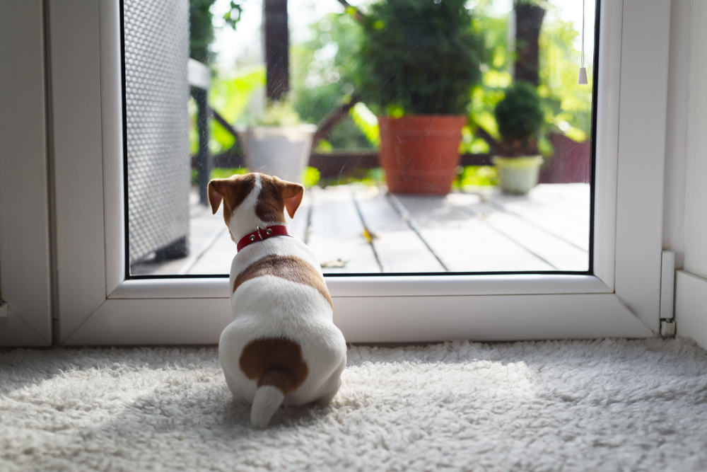 Dog wants to go outside - Top 3 Benefits of Pet Doors on Patio Doors